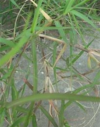 標題：狗牙根
瀏覽次數：2412
發(fā)表時(shí)間：2017-11-02