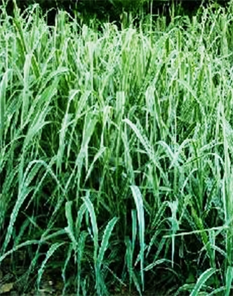 標題：紫羊茅
瀏覽次數：3030
發(fā)表時(shí)間：2017-11-02