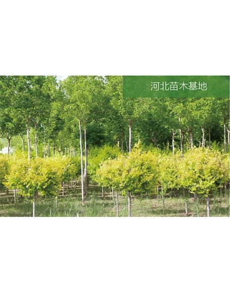 標題：苗木基地
瀏覽次數：1954
發(fā)表時(shí)間：2020-10-17