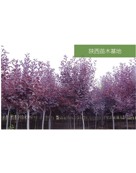 標題：苗木基地
瀏覽次數：2073
發(fā)表時(shí)間：2020-10-17