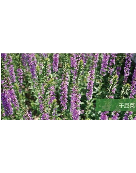 標題：地被
瀏覽次數：1787
發(fā)表時(shí)間：2020-10-17