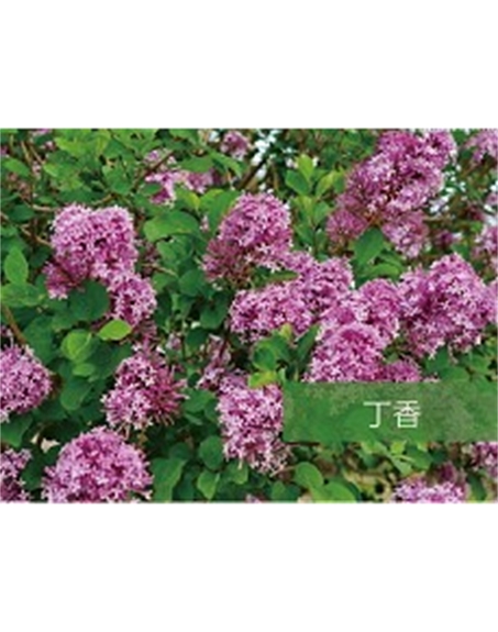 標題：?jiǎn)坦嗄?瀏覽次數：1573
發(fā)表時(shí)間：2020-10-17