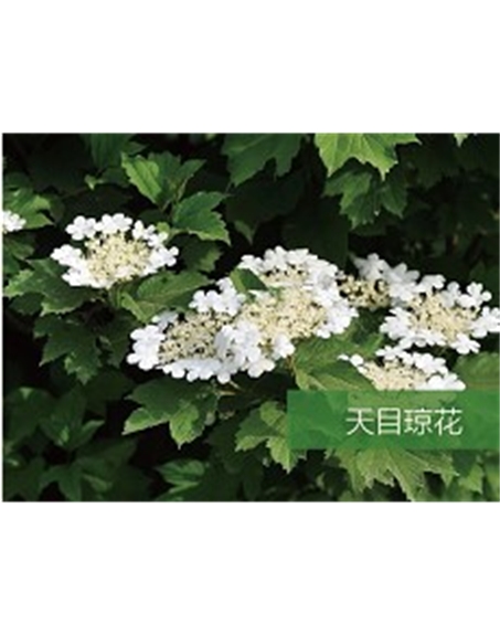 標題：?jiǎn)坦嗄?瀏覽次數：1483
發(fā)表時(shí)間：2020-10-17