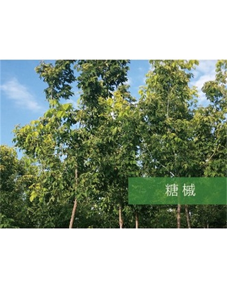 標題：?jiǎn)坦嗄?瀏覽次數：2095
發(fā)表時(shí)間：2020-10-17