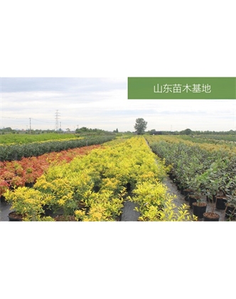 標題：苗木基地
瀏覽次數：2099
發(fā)表時(shí)間：2020-10-17