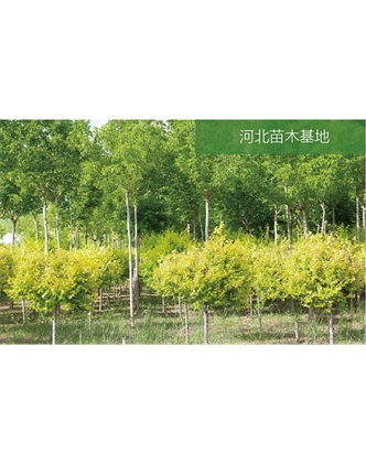 標題：苗木基地
瀏覽次數：1956
發(fā)表時(shí)間：2020-10-17