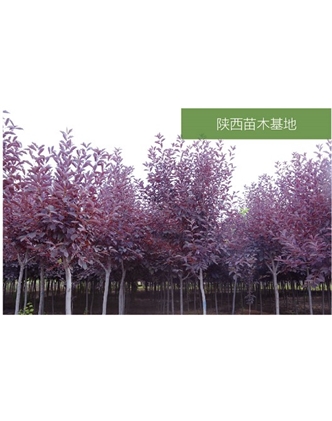 標題：苗木基地
瀏覽次數：2073
發(fā)表時(shí)間：2020-10-17