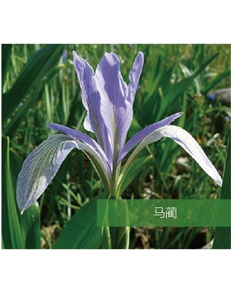 標題：地被
瀏覽次數：1716
發(fā)表時(shí)間：2020-10-17