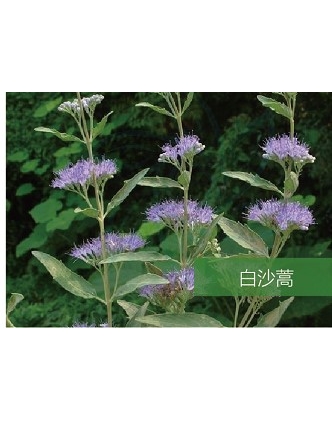 標題：名貴樹(shù)種
瀏覽次數：1455
發(fā)表時(shí)間：2020-10-17