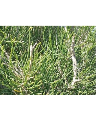標題：名貴樹(shù)種
瀏覽次數：1458
發(fā)表時(shí)間：2020-10-17