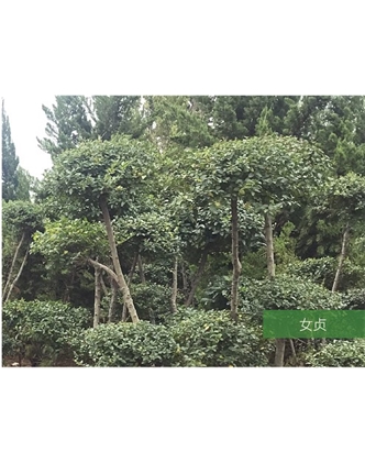 標題：名貴樹(shù)種
瀏覽次數：1454
發(fā)表時(shí)間：2020-10-17
