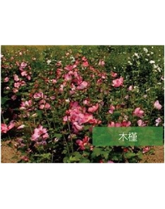 標題：?jiǎn)坦嗄?瀏覽次數：1445
發(fā)表時(shí)間：2020-10-17