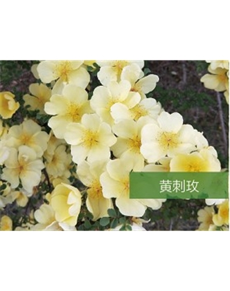 標題：?jiǎn)坦嗄?瀏覽次數：1337
發(fā)表時(shí)間：2020-10-17