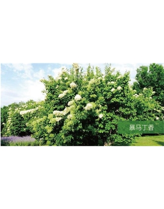 標題：?jiǎn)坦嗄?瀏覽次數：1462
發(fā)表時(shí)間：2020-10-17